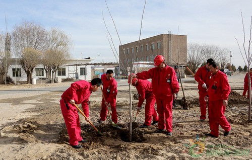 3月底,塔西南柯克亚作业区员工在植树.