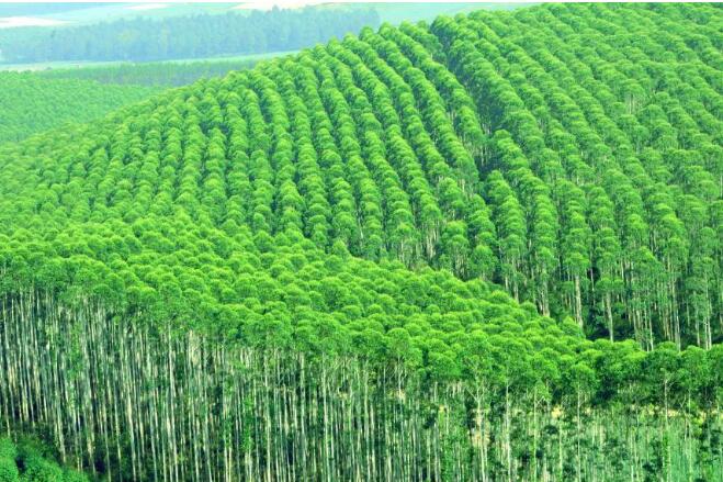 全省建立84个生态环境司法修复实践基地 四川省高院发布《四川环境资源审判白皮书（2019-2022）》