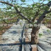 陕西渭南蒲城县苹果树灌溉设备-小管出流系统优惠促销
