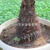 陕西渭南蒲城县供应果树灌溉设备 提供果树滴灌技术