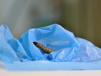 研究人员发现这种<em>虫子</em>能吃塑料！解决污染问题有了新希望