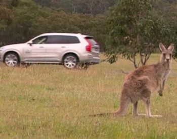 无人驾驶在澳洲<em>遇难</em>题 都因袋鼠走路太怪异