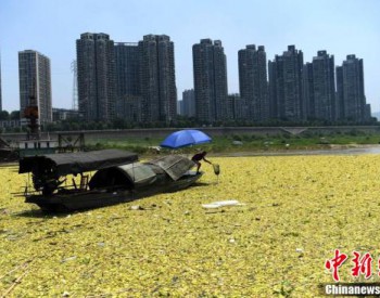 曾入侵滇池的危险植物水白菜侵占长江重庆段，日清漂量<em>上百</em>吨