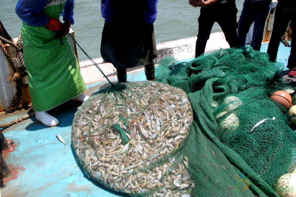 图为出海捕鱼现捕海鲜