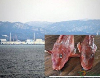 <em>日本福岛核电站</em>附近海域发现超标“辐射鱼”