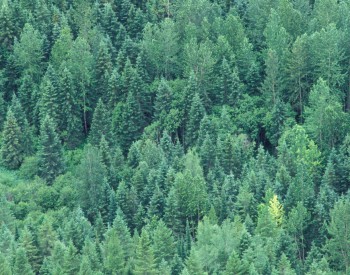 2018年“国际森林日”植树<em>纪念</em>活动举行 共栽苗木700余株