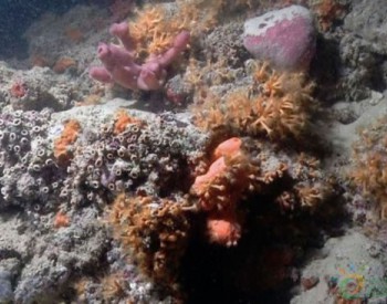 研究表明：<em>生态系统</em>中的氮负荷造成了珊瑚的退化
