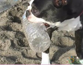 爱护环境的狗狗，5年来回收大量<em>海上垃圾</em>，光是瓶子就有3000个！