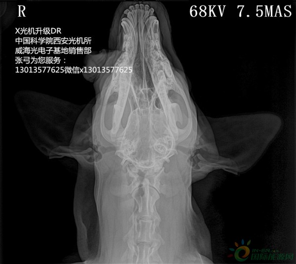 vet-5_副本