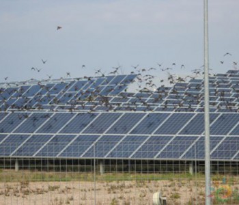 独家翻译 | 75MW！SolarArise推进印度光伏<em>项目建设工</em>作