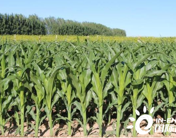 我国25个科研团队联合发现：增加玉米种植密度可降<em>低碳排放</em>