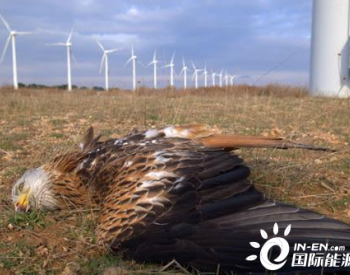 <em>太阳能电厂</em>为什么杀死大量鸟儿？原因不明科学家正用人工智能监控