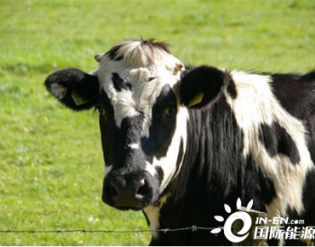 英国科技公司研发“牛用口罩”：减少<em>碳排放</em> 造福人类