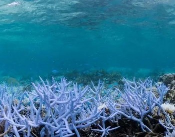 <em>珊瑚礁生态修复</em>技术标准将于10月1日起施行