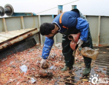 荷兰渔民去年打捞<em>海洋垃圾</em>量创新高