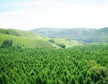 山东首单民间林长森林碳汇价值保险签单