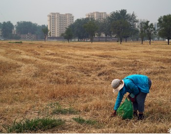观刈麦，见北京瀛海生态保护成效