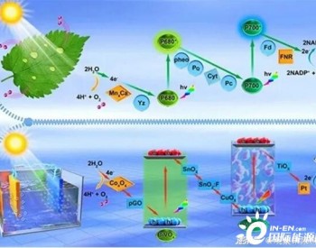 当<em>分解</em>植物物质，成为一种可再生能源