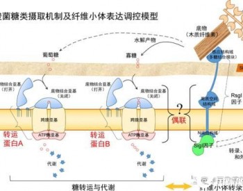 青岛能源所揭示<em>生物质降解</em>菌热纤梭菌的糖摄取机制