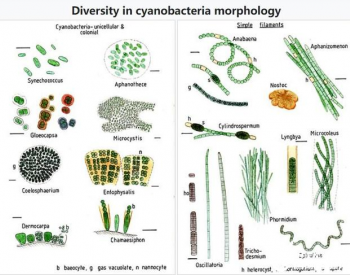 成功将纳米管植入蓝藻，拟通过<em>生物工程</em>让光合微生物自带发电