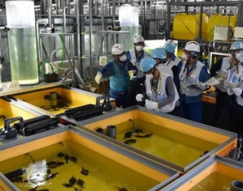 东京电力公开使用核<em>处理水</em>养鱼的试验