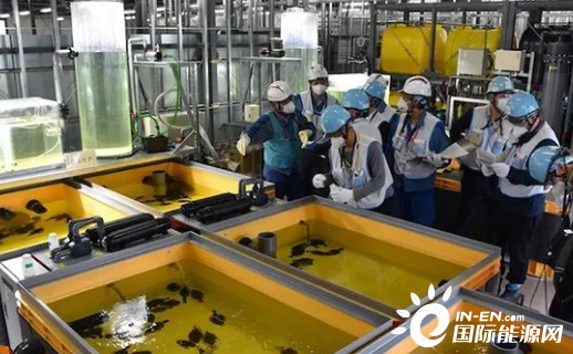 10月19日能源要闻：东京电力公开使用核处理水养鱼的试验！香港将建设首座加氢站！