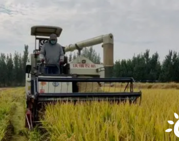温泉水灌溉！全国独一无二的温泉大米！济南黄河岸边的这片稻田喜迎丰收