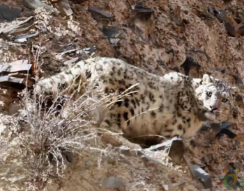 世界雪豹日：祁连山国家公园雪豹适宜栖息地达2万