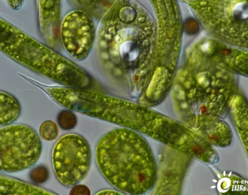 生物质能——测序可以释放<em>单细胞藻类</em>的真正潜力