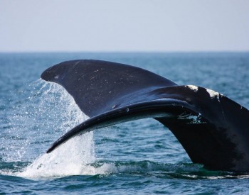 鲸鱼尸体频现<em>海滩</em>，海上风电遭控诉！