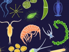 研究揭示了许多<em>海洋微生物</em>实际上是从氢和一氧化碳中获得能量的