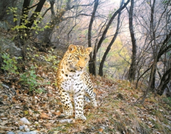 山西确定五大野生动植物保护区