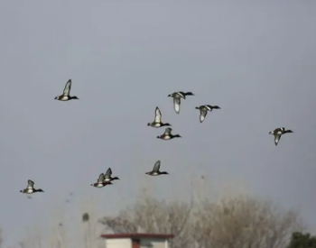 安徽：湿地修复成果显著，冬季水鸟数量创新高