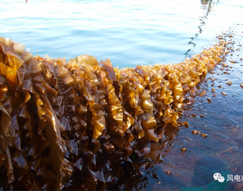 海上风电场种植<em>海鲜</em>，可再生能源+粮食