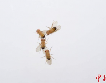 国际最新研究：臭氧污染可能影响果蝇吸引伴侣或认