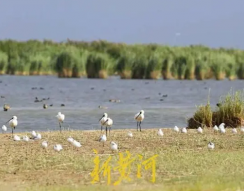 守护黄河<em>生物多样性</em>，摸底全流域湿地水鸟“大数据”