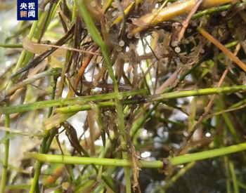 长江流域梯级水库产黏沉性卵鱼类生态调度试验顺利