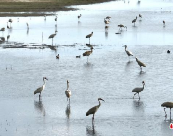 白鹤在吉林西部湿地停歇时间创新纪录