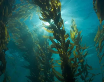 将海藻转化为“生物煤”，提高农业产量的同时储存<em>二氧化碳</em>