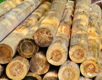 泰国新规：严控<em>大红酸枝</em>出口，强化木材贸易管控