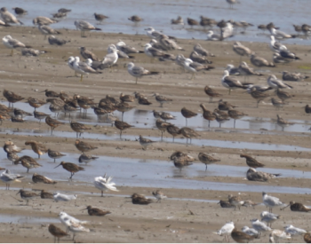 数万只鸟儿在这里“聚会”，江苏南通沿海生态修复
