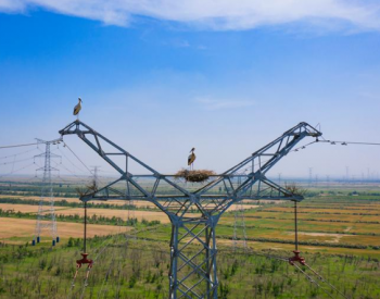 国网山东电力构建黄河三角洲盐碱地绿色生态电力系统