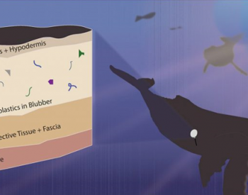 68%海洋哺乳动物的脂肪和肺部发现微塑料！