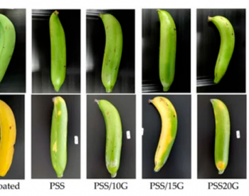 ​走向可循环的<em>生物经济</em>：菠萝茎淀粉膜作为果蔬保护膜的探索