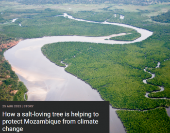 联合国环境署助力恢复莫桑比克的红树林生态系统