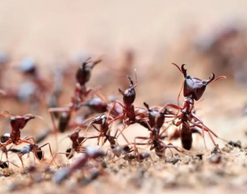 外来蚂蚁入侵将极大威胁到本地生态系统