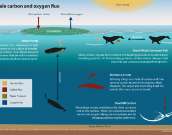 应对<em>全球变暖</em>最简单的方式：保护鲸类“活碳汇”