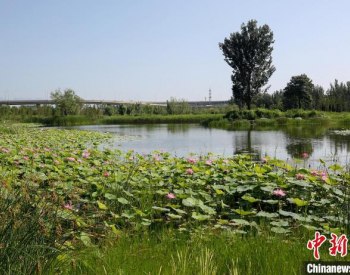 北京湿地面积6.09万公顷 加强小微湿地修复