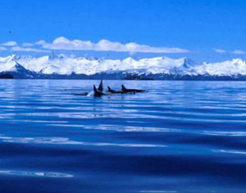 不同的饮食组成导致北大西洋虎鲸鲸脂中污染物浓度存在<em>显著</em>差异