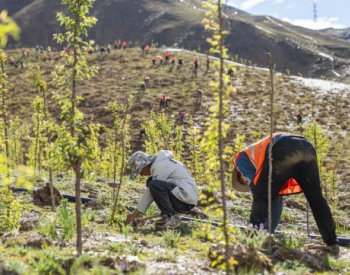 西藏最大规模造林工程助力世界屋脊生态保护